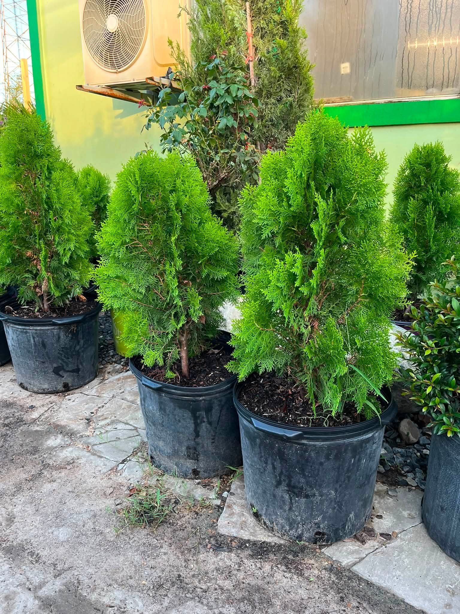 Rows of green evergreen shrubs