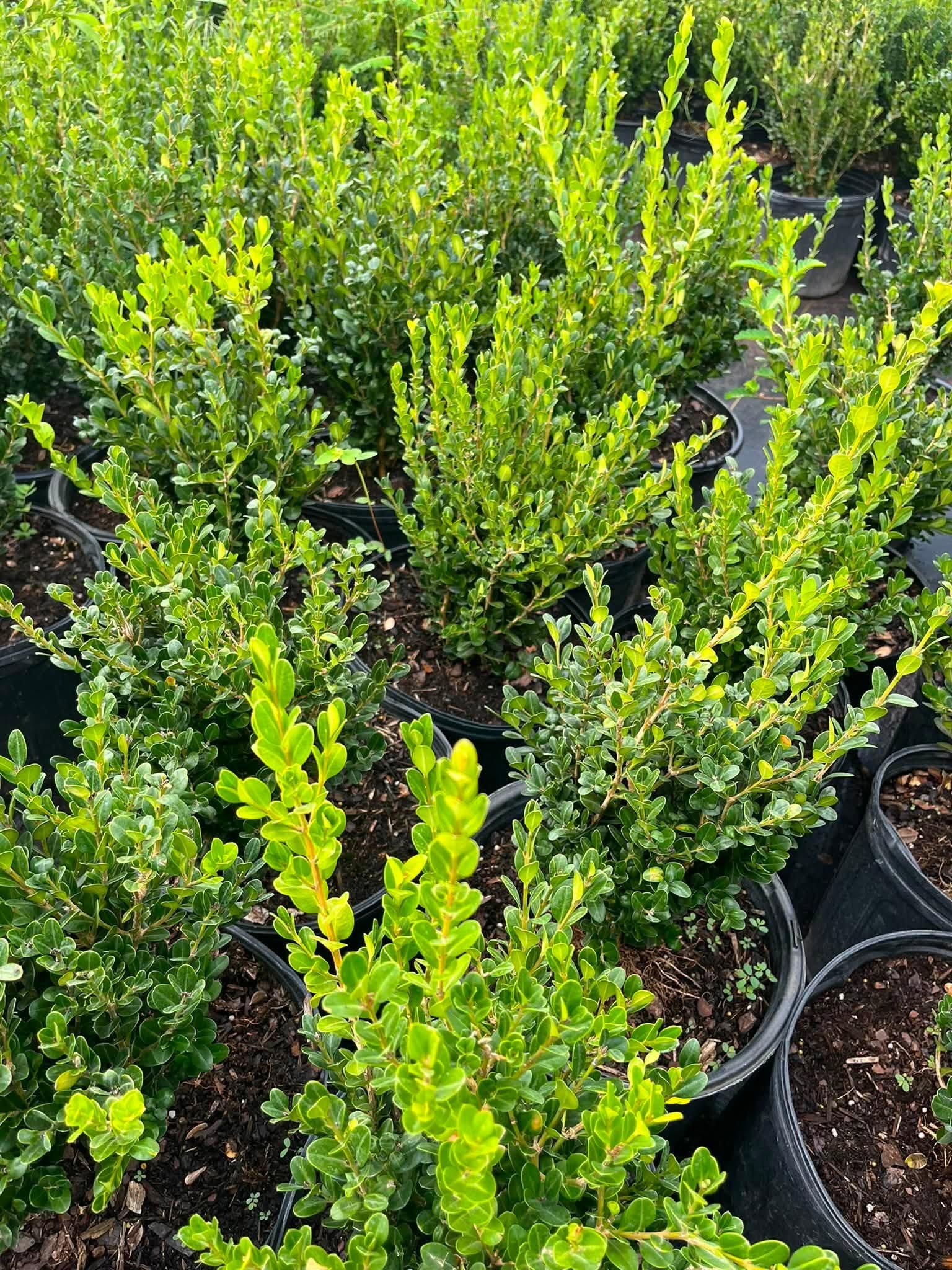 Bright green shrubs and foliage