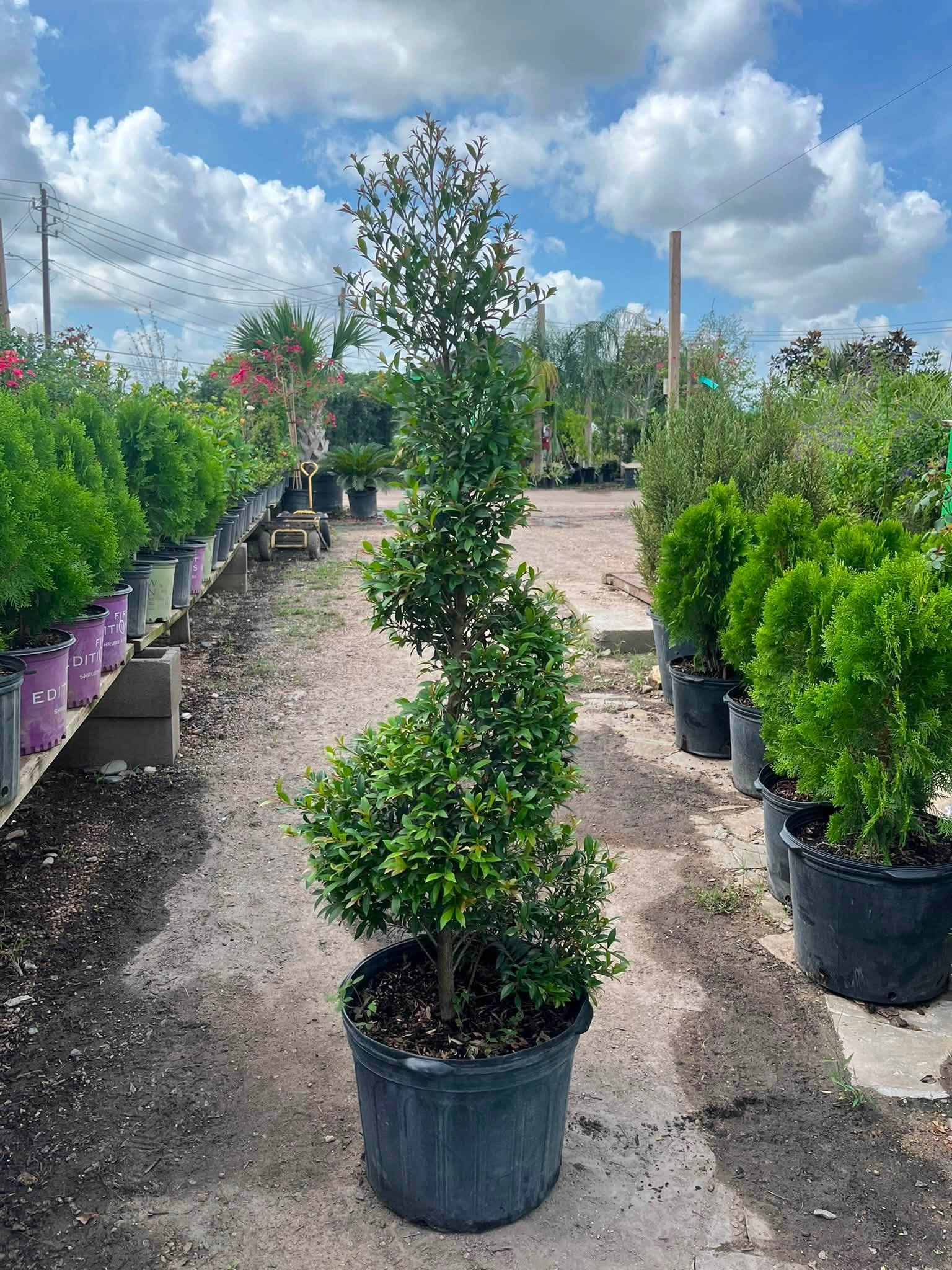 Aisle of healthy plants and shrubs at Rivera Nursery