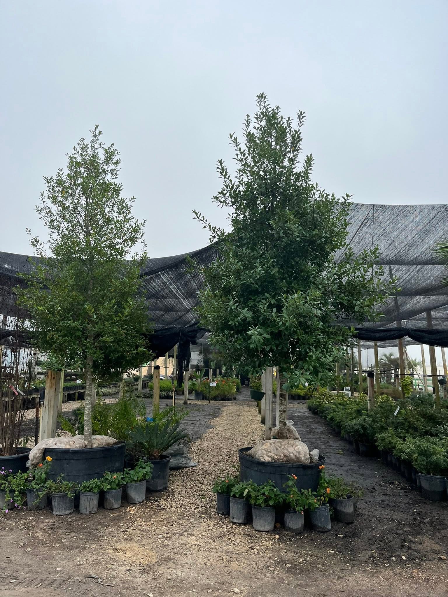 Potted trees arranged at the nursery