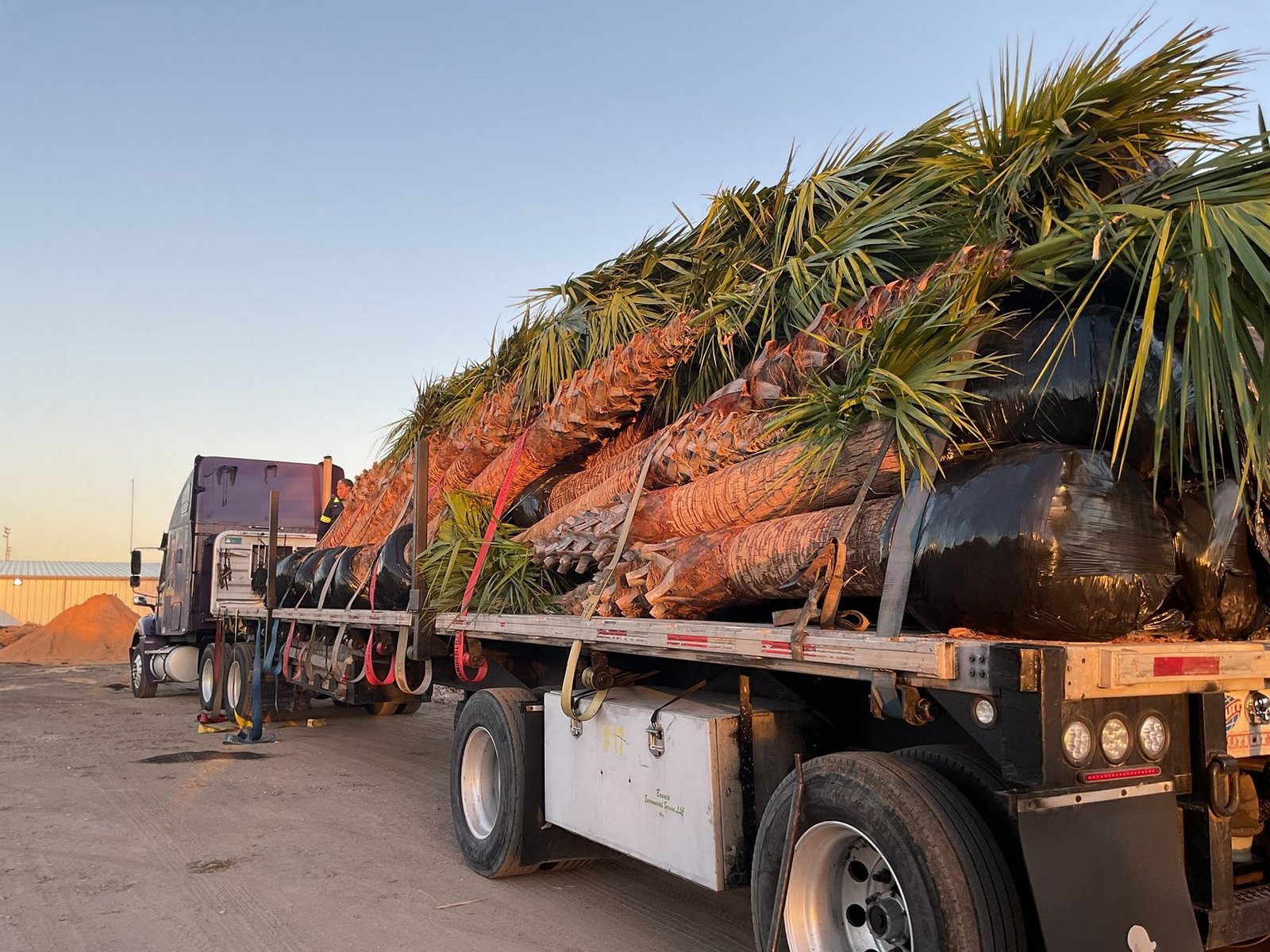 Truck loaded with palms for delivery