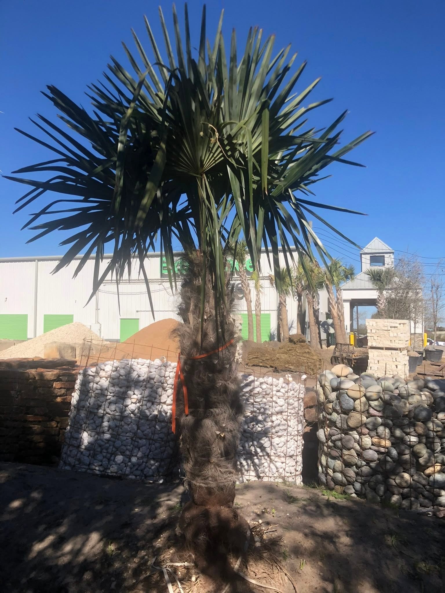Palm tree available at Rivera Nursery