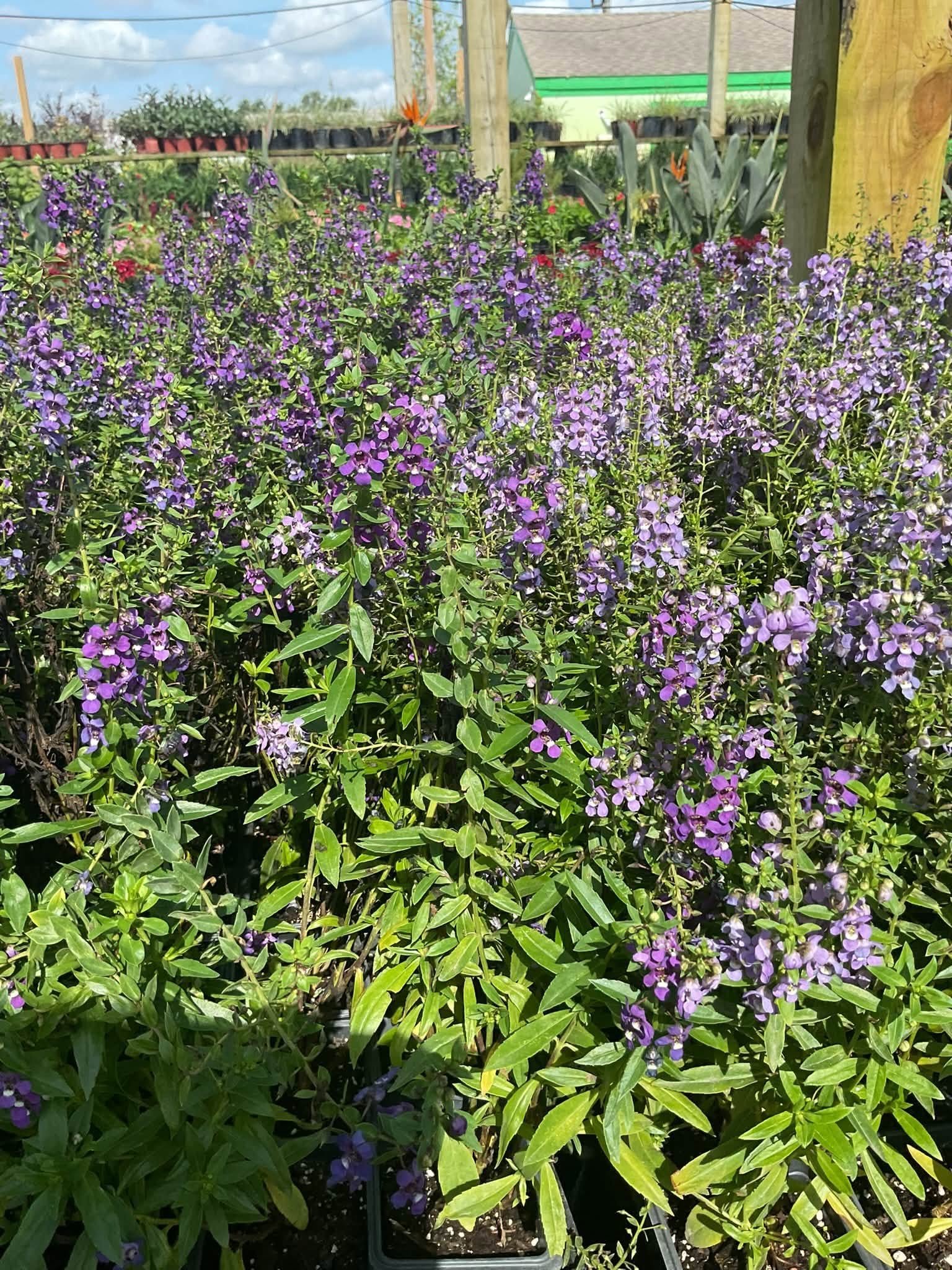 Purple flowering plants at Rivera Nursery